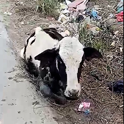 Radha Madhav Sewa Kunj 