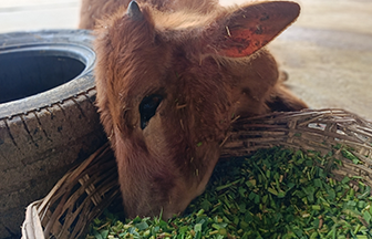 Radha Madhav Sewa Kunj 