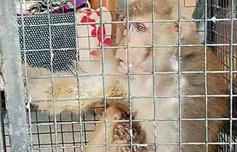 Radha Madhav Sewa Kunj 