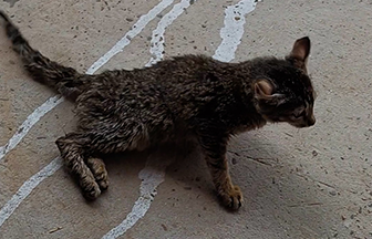 Radha Madhav Sewa Kunj 