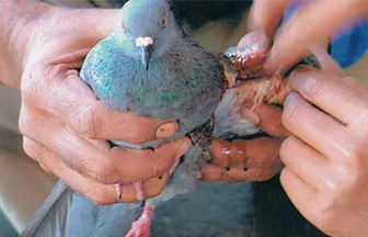 Radha Madhav Sewa Kunj 